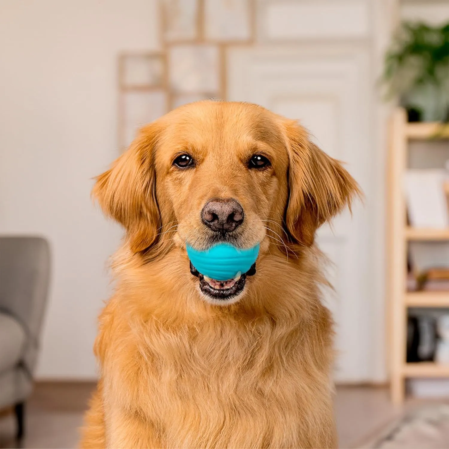 Playology Dual Layer Ball for Dogs | Engaging All Natural Peanut Butter Scented Blue Toy | Jumbo Sized Chew Ball for Large to X-Large Dogs (50 lbs  )