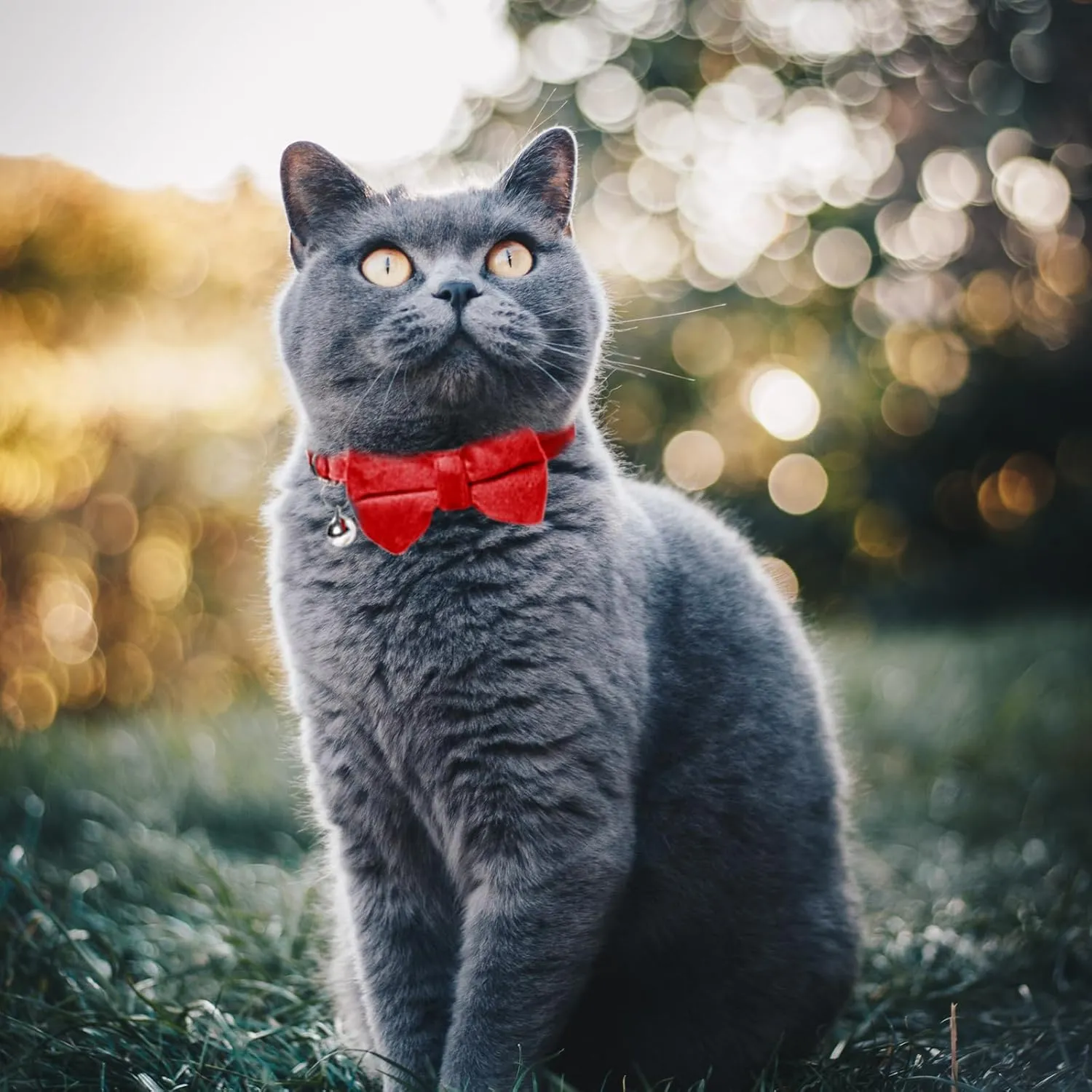 Sliverdew 2 Pcs Safety Cat Collar with Bell Breakaway Bow Tie Cat Collar Adjustable Velvet Kitten Collars Small Puppy Bowtie Collar for Wedding Birthday Party